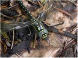 Kacji pastir (Odonata)